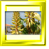 Bienenparadies fr Imker