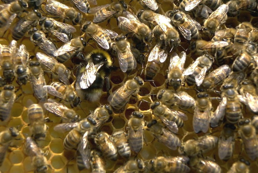 BUCKFASTABLEGER MIT HUMMEL